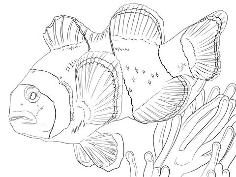 Clown Anemonefish Coloring Page